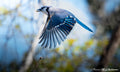 BlueJay on a Mission