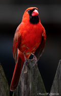 Northern Cardinal