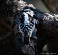 Quiet Glance - Downy Woodpecker