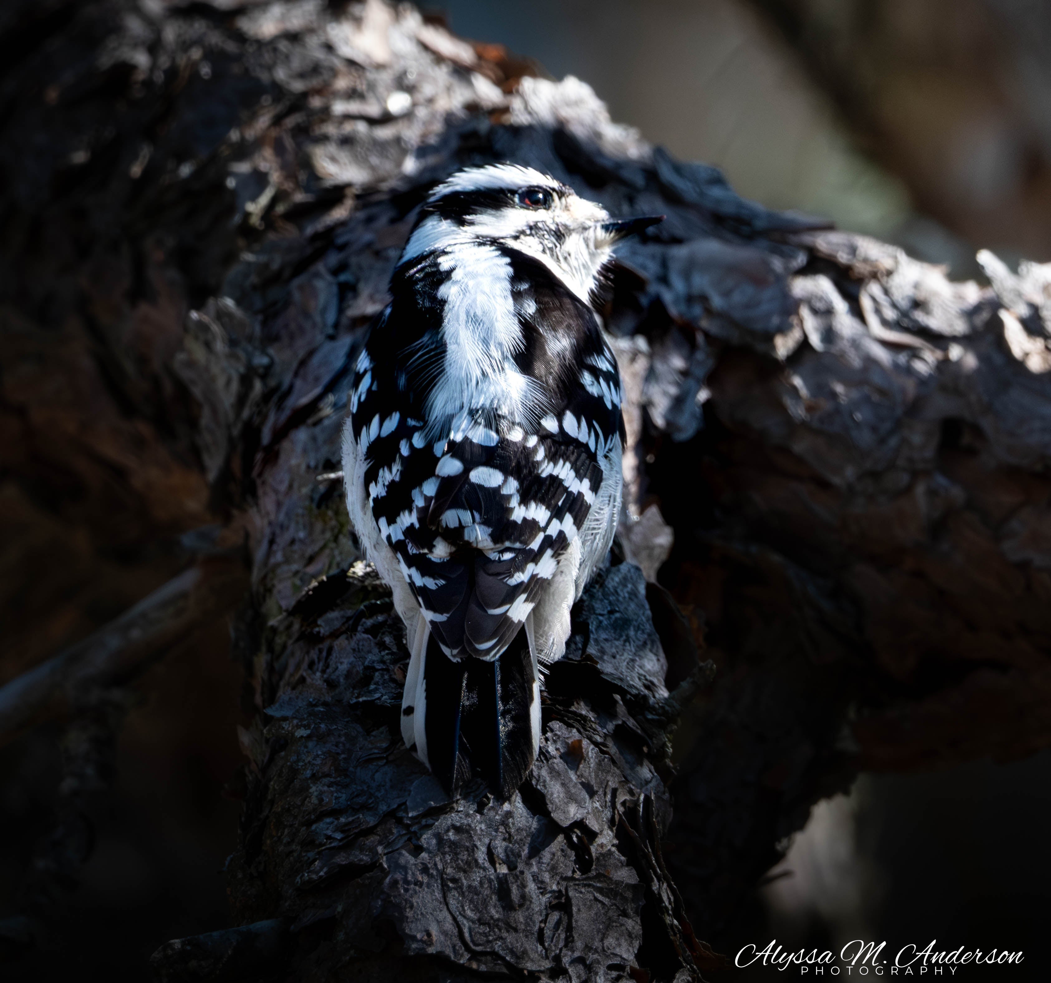 Quiet Glance - Downy Woodpecker