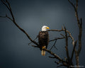 The Watcher Before the Storm (Bald Eagle)