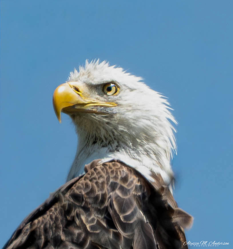 Majestic - Bald Eagle