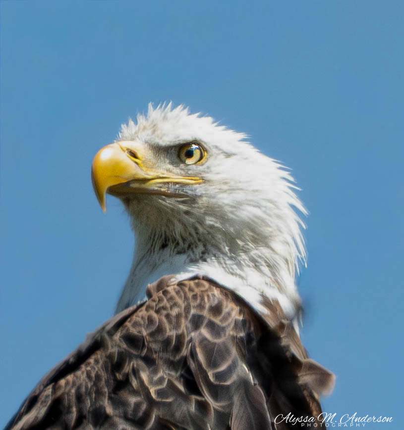 Majestic - Bald Eagle