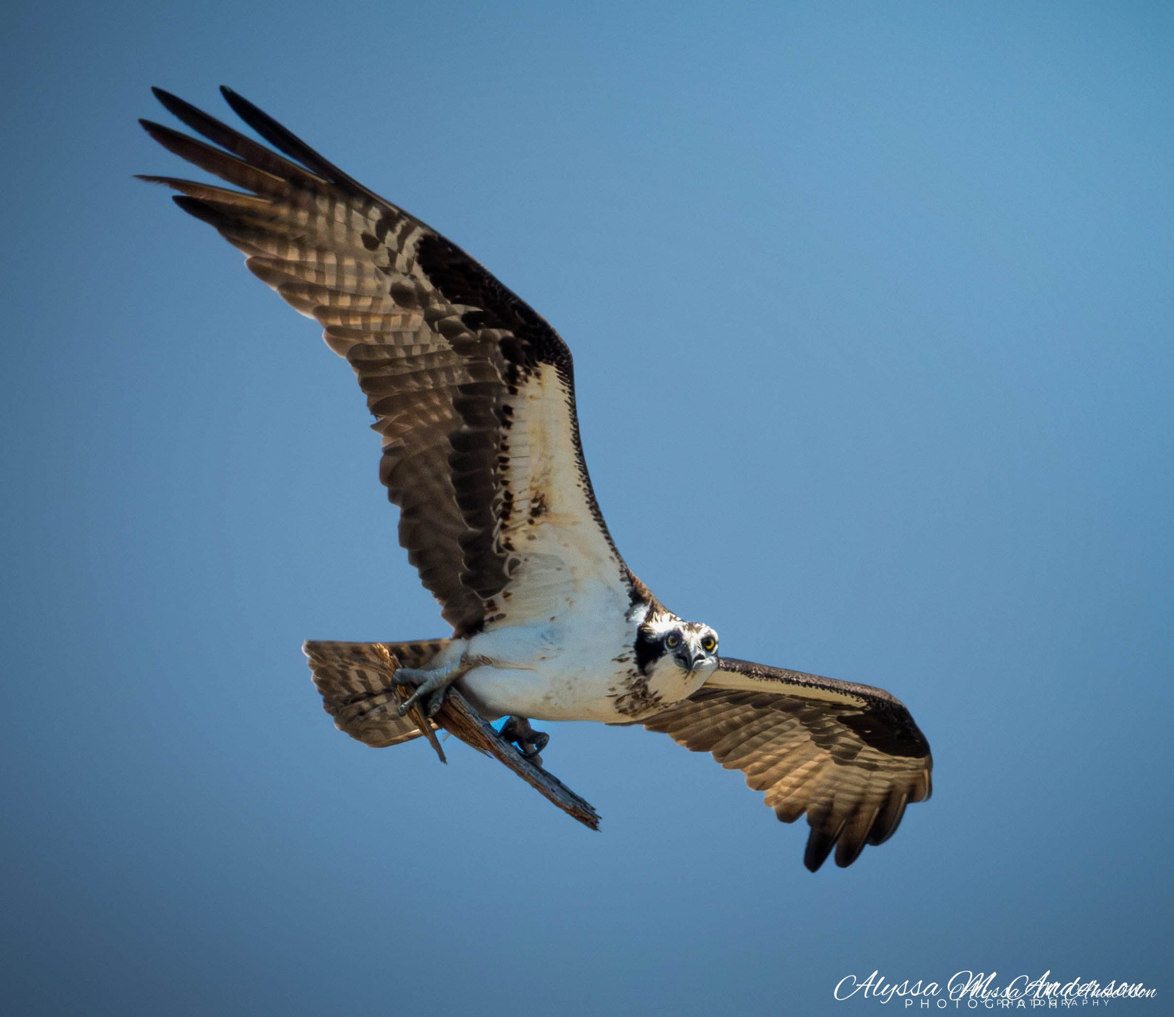 Eye on the Prize - Osprey