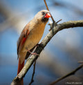 Always Near (Female Cardinal)