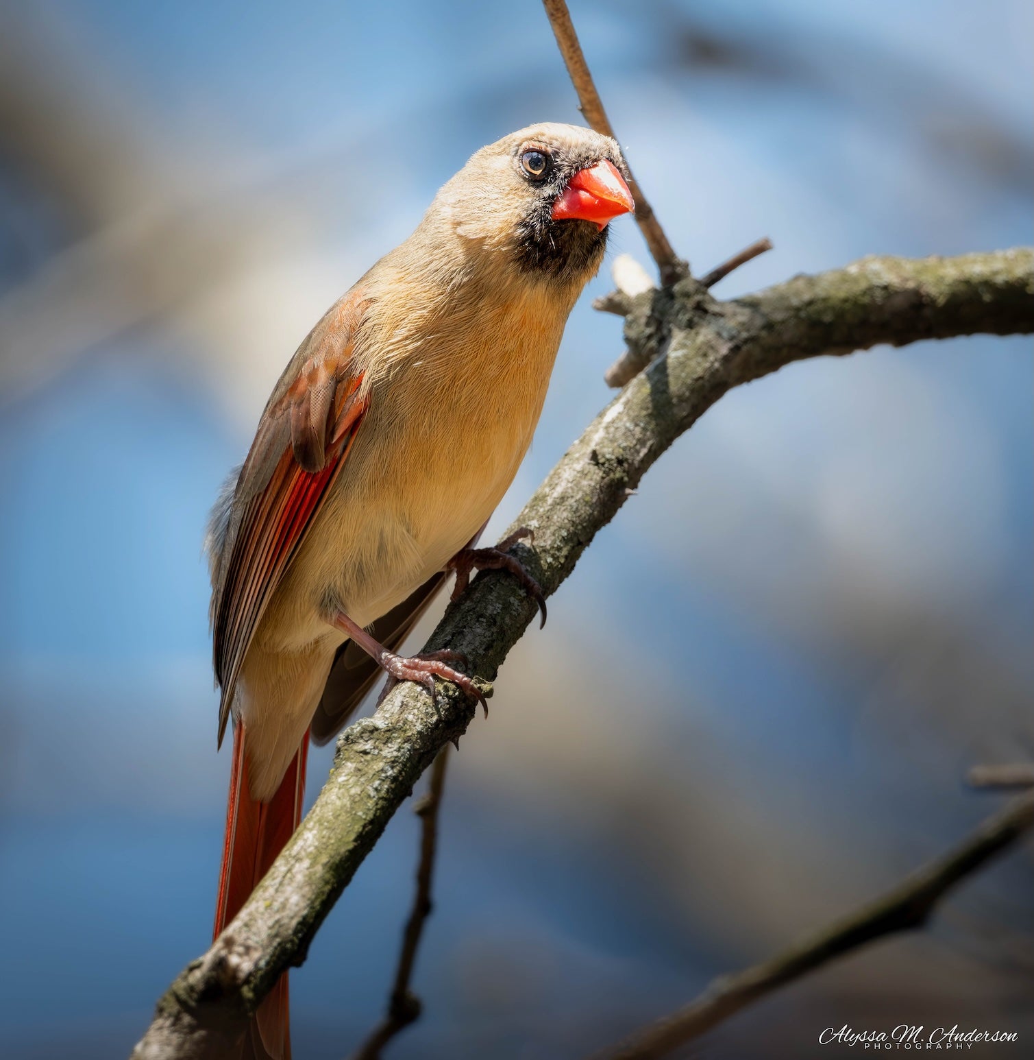 Always Near (Female Cardinal)