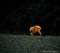 Solitude