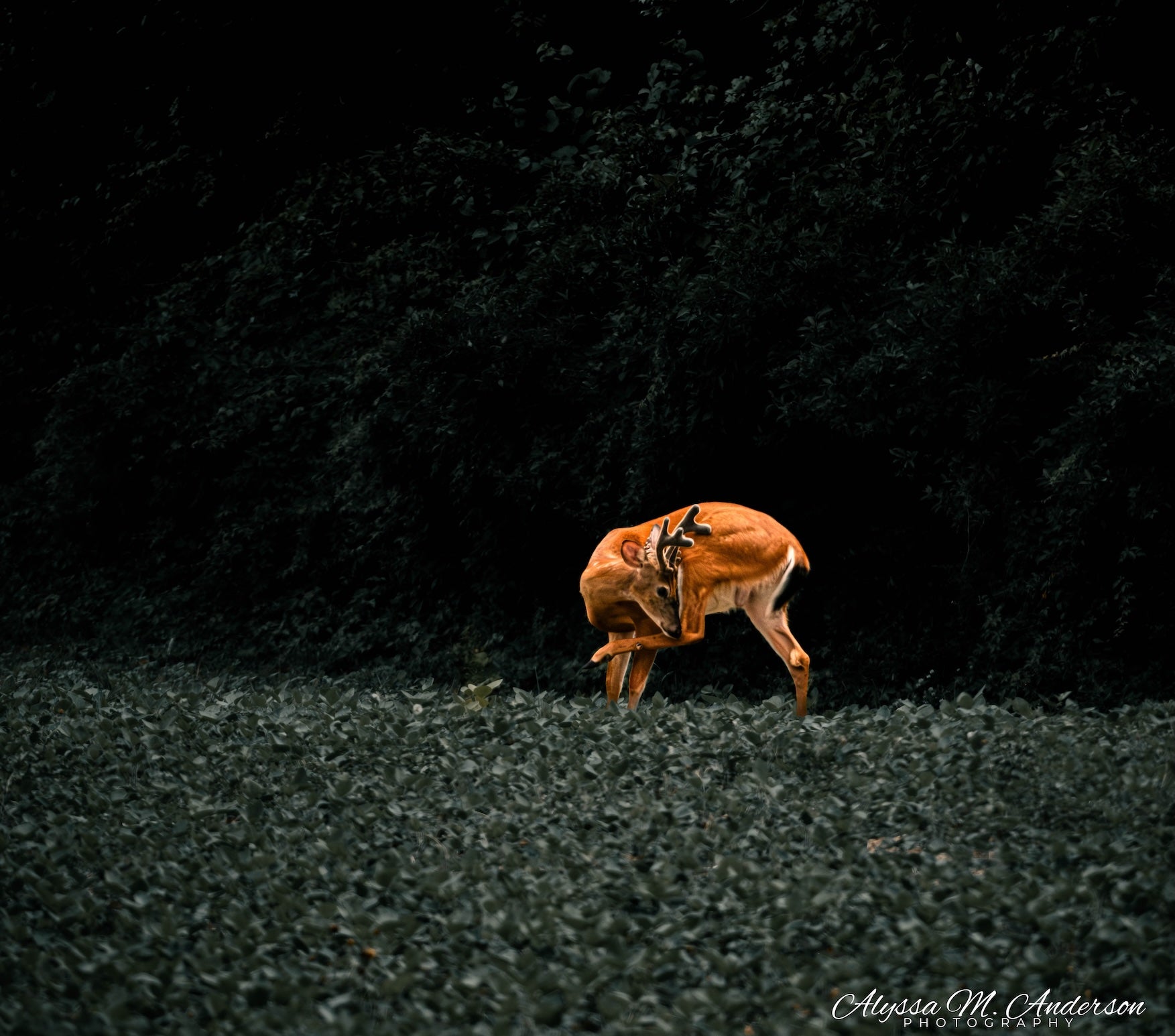 Solitude
