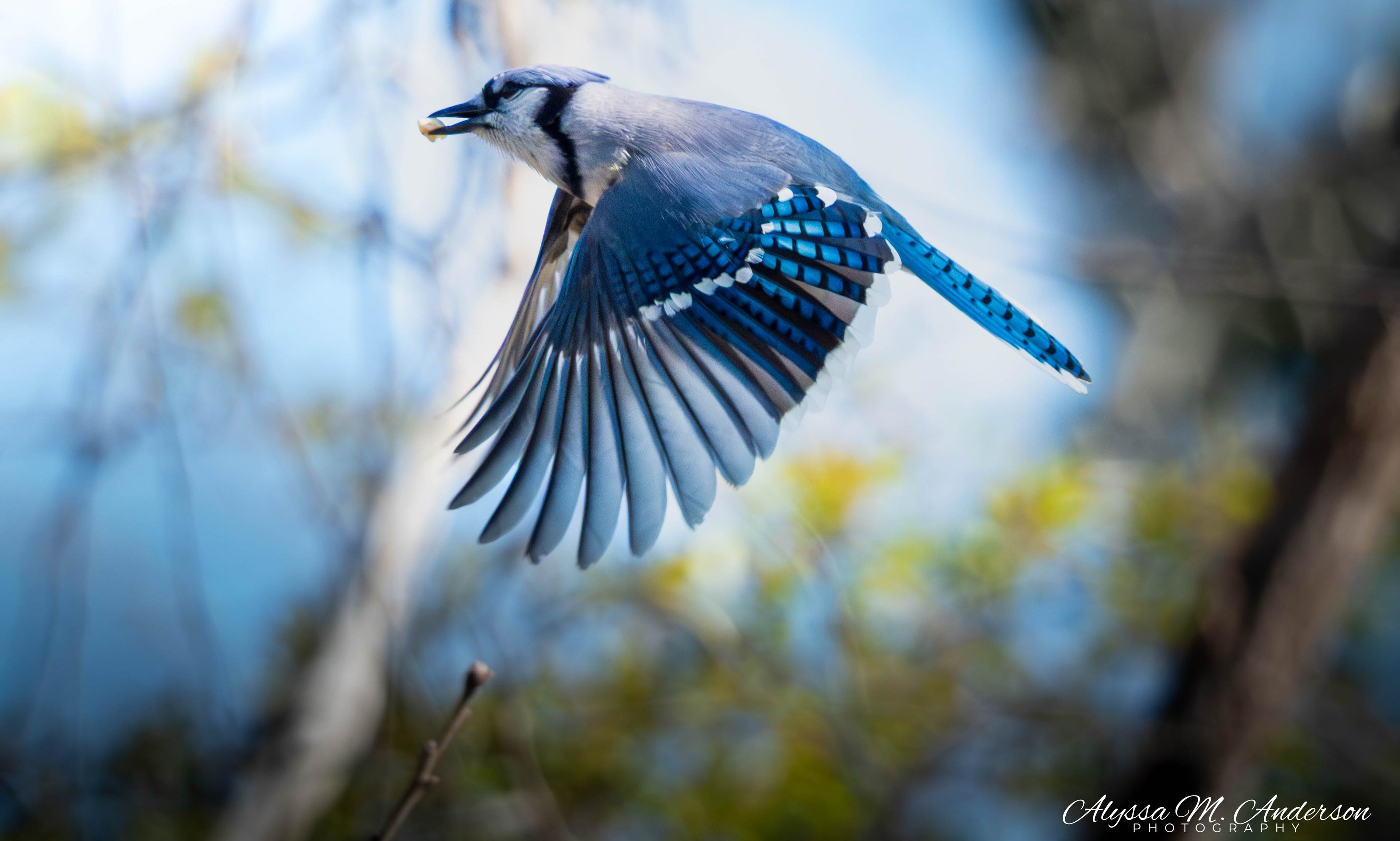 BlueJay on a Mission