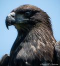The Next Monarch - Juvenile Eagle