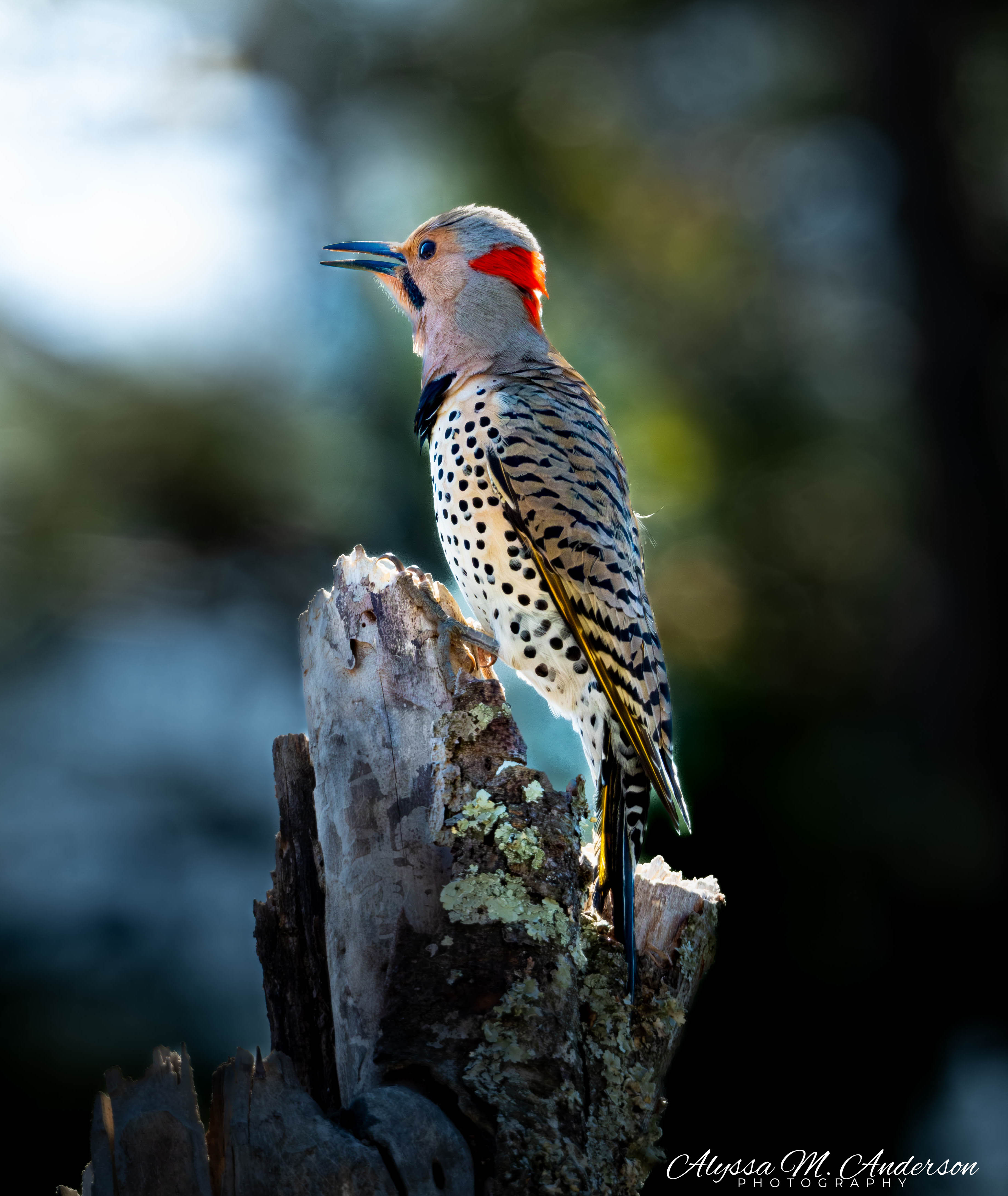Voice of the Morning -Northern Flicker Woodpecker