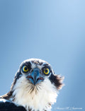Eyes of the Hunter