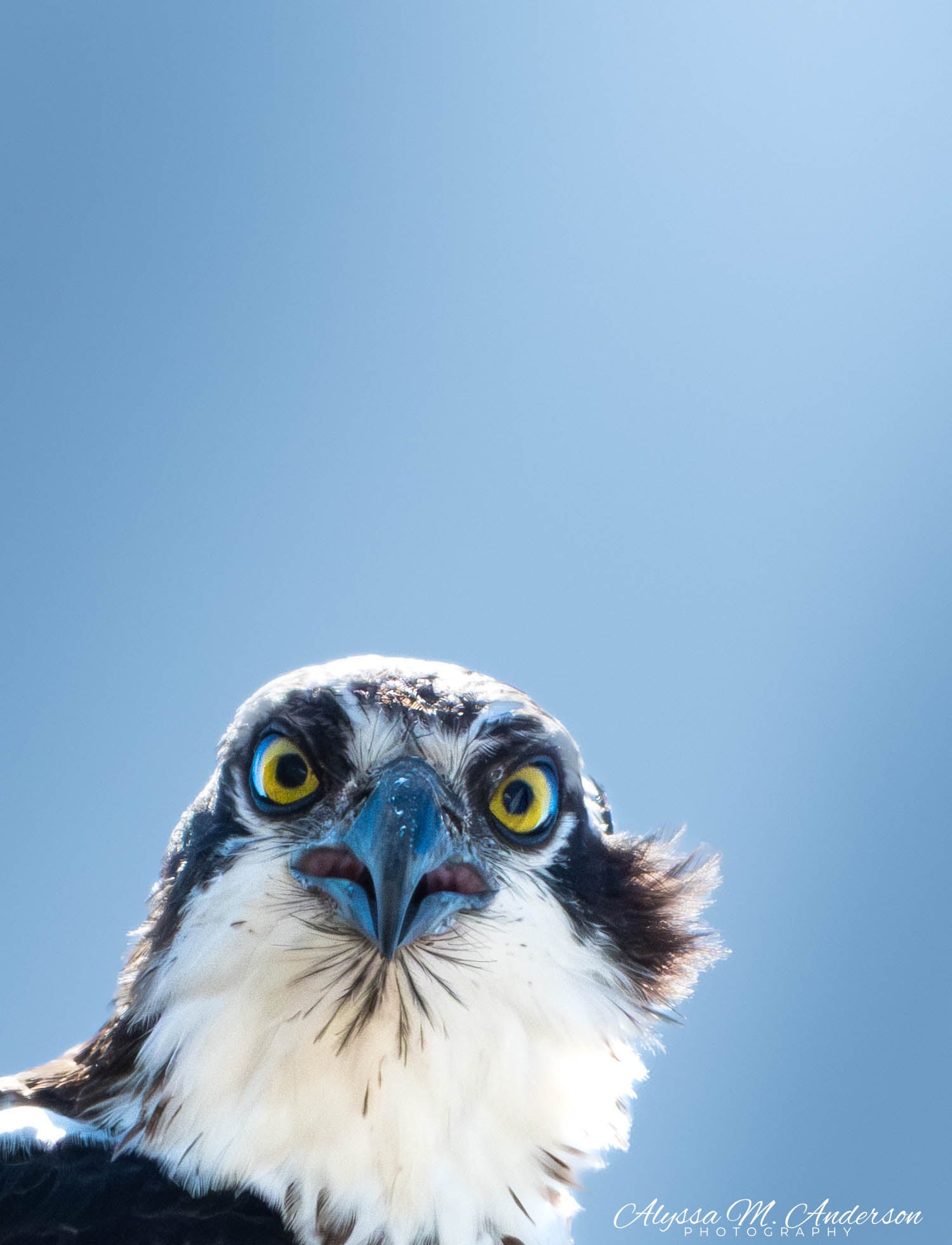 Eyes of the Hunter