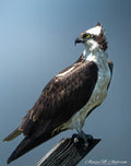 The Watchful Gardian - Osprey