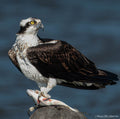 The Hunters Prize (Osprey)