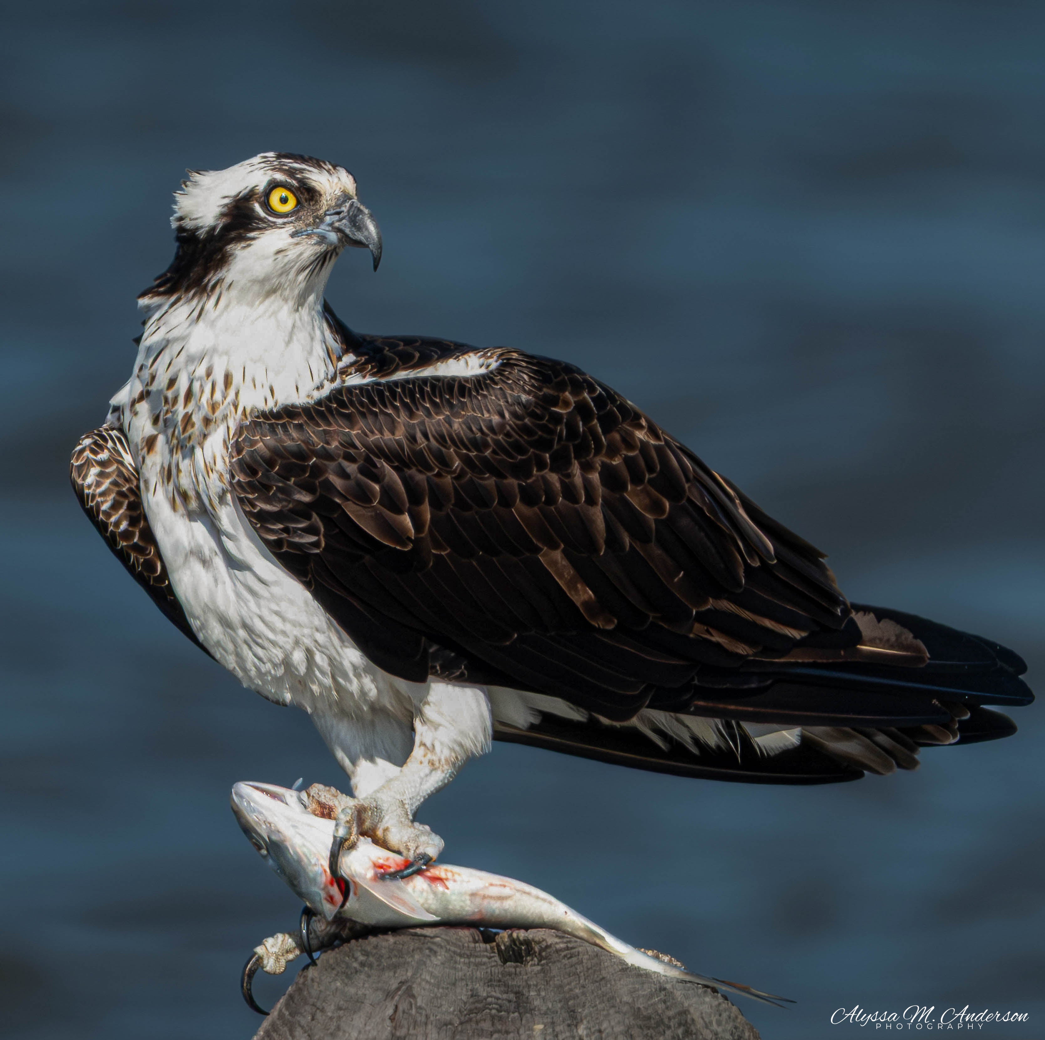The Hunters Prize (Osprey)