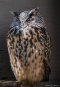 Silent Wisdom (Owl)