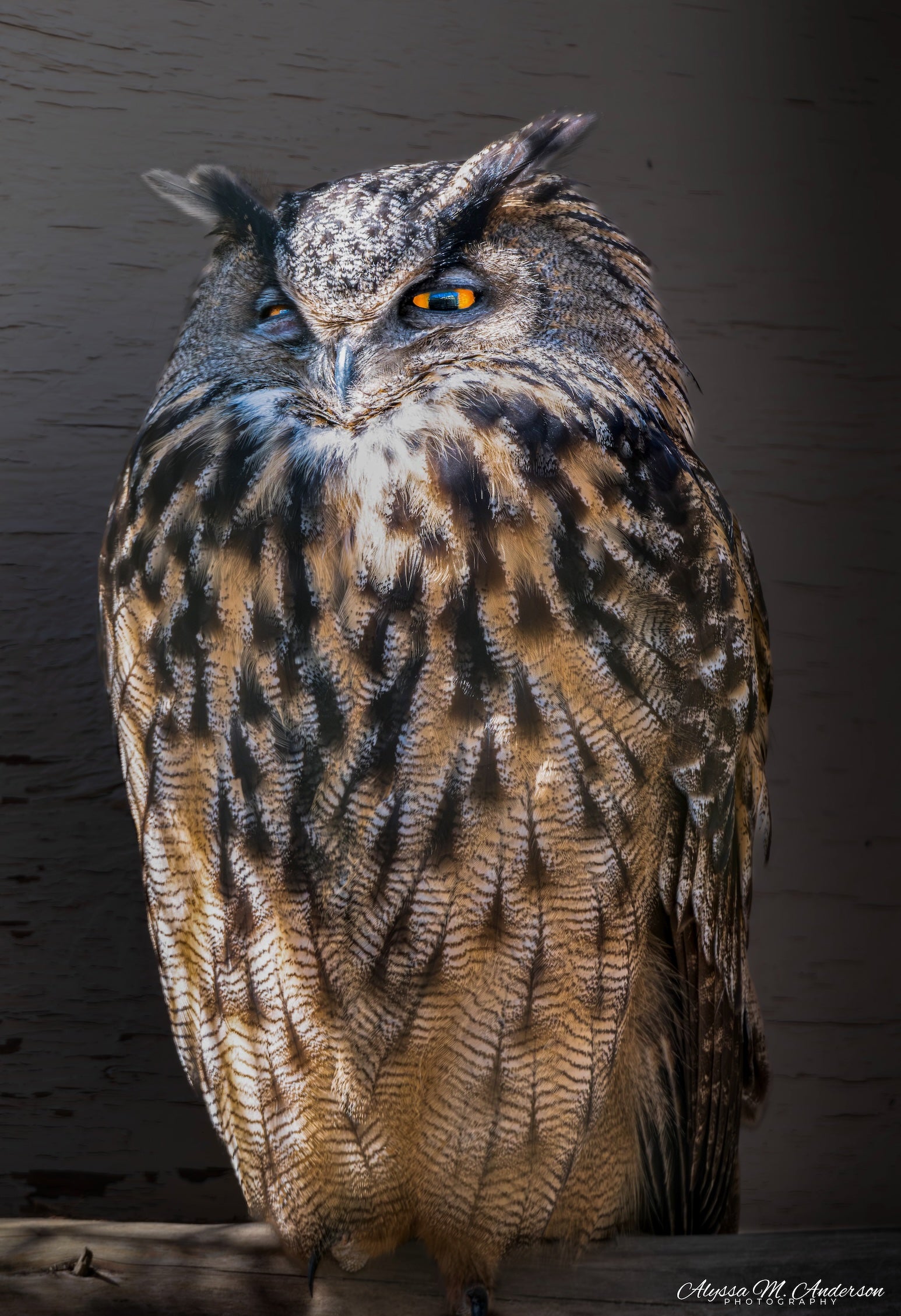 Silent Wisdom (Owl)