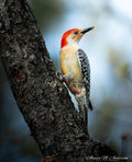 Crimson Climber - Red-bellied woodpecker