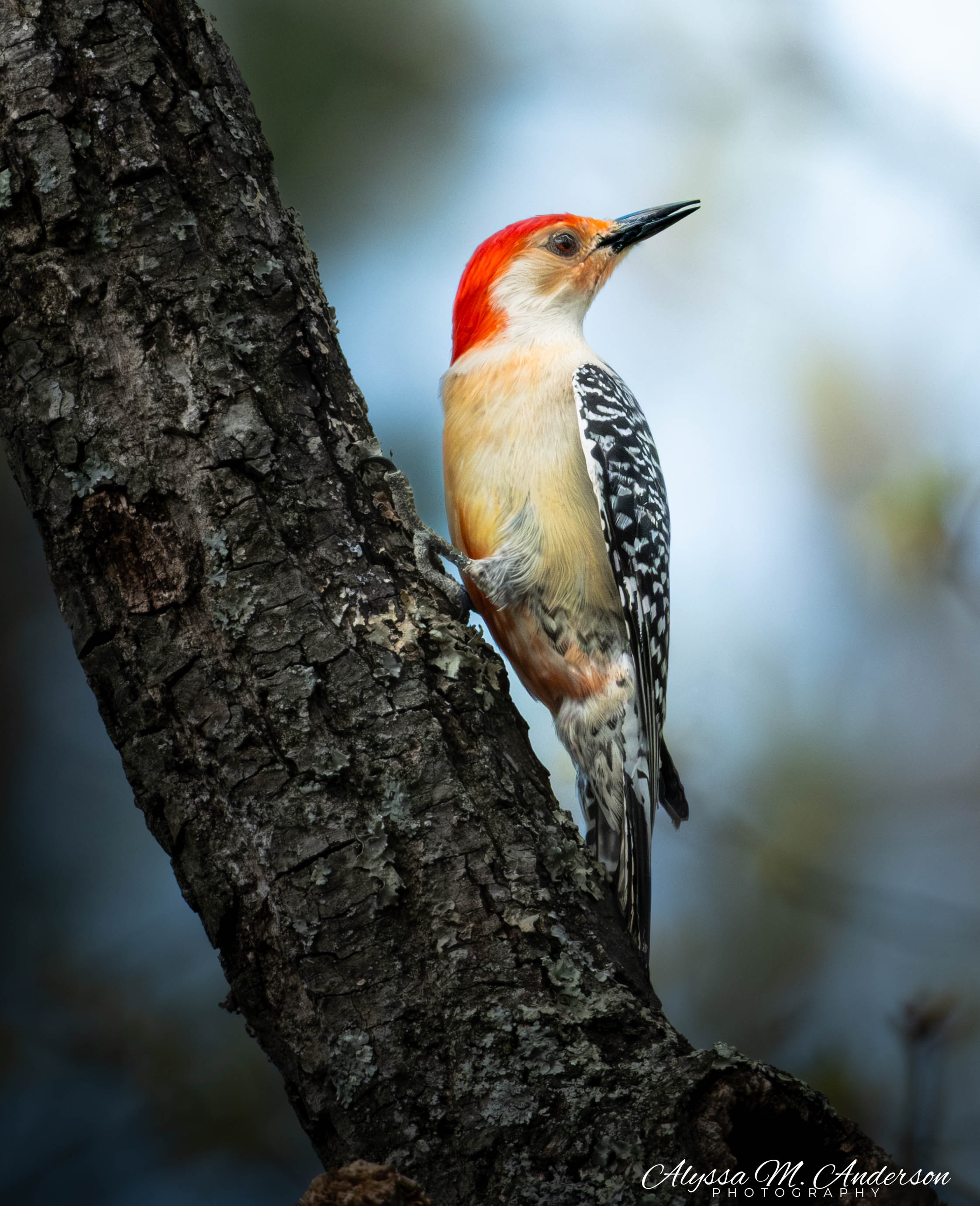 Crimson Climber - Red-bellied woodpecker