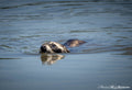 The Crossing - Racoon Swimming