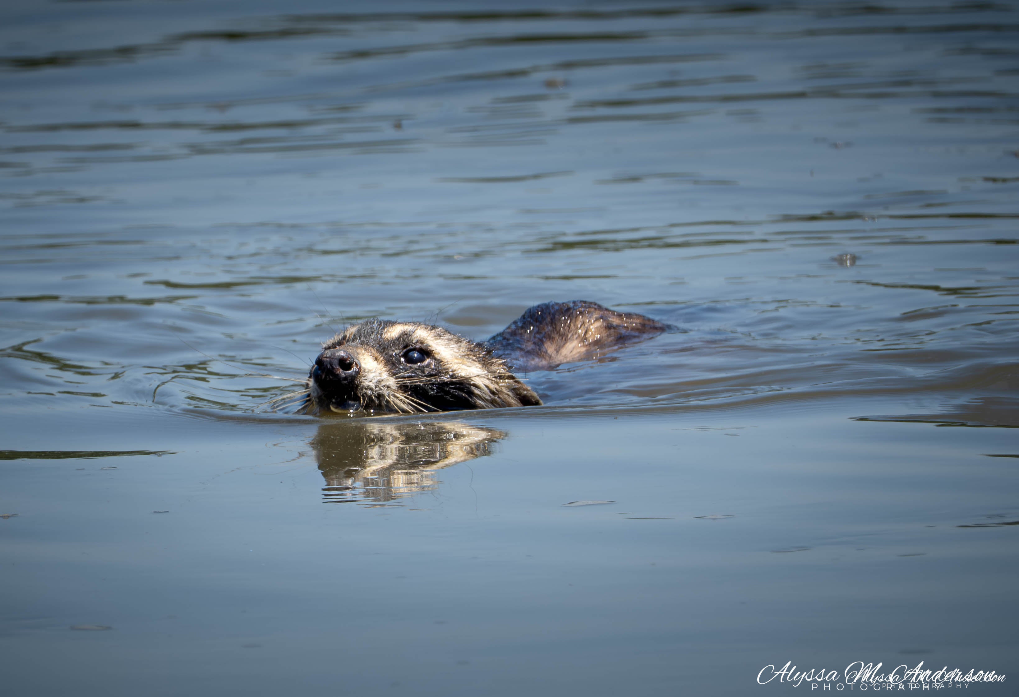 The Crossing - Racoon Swimming